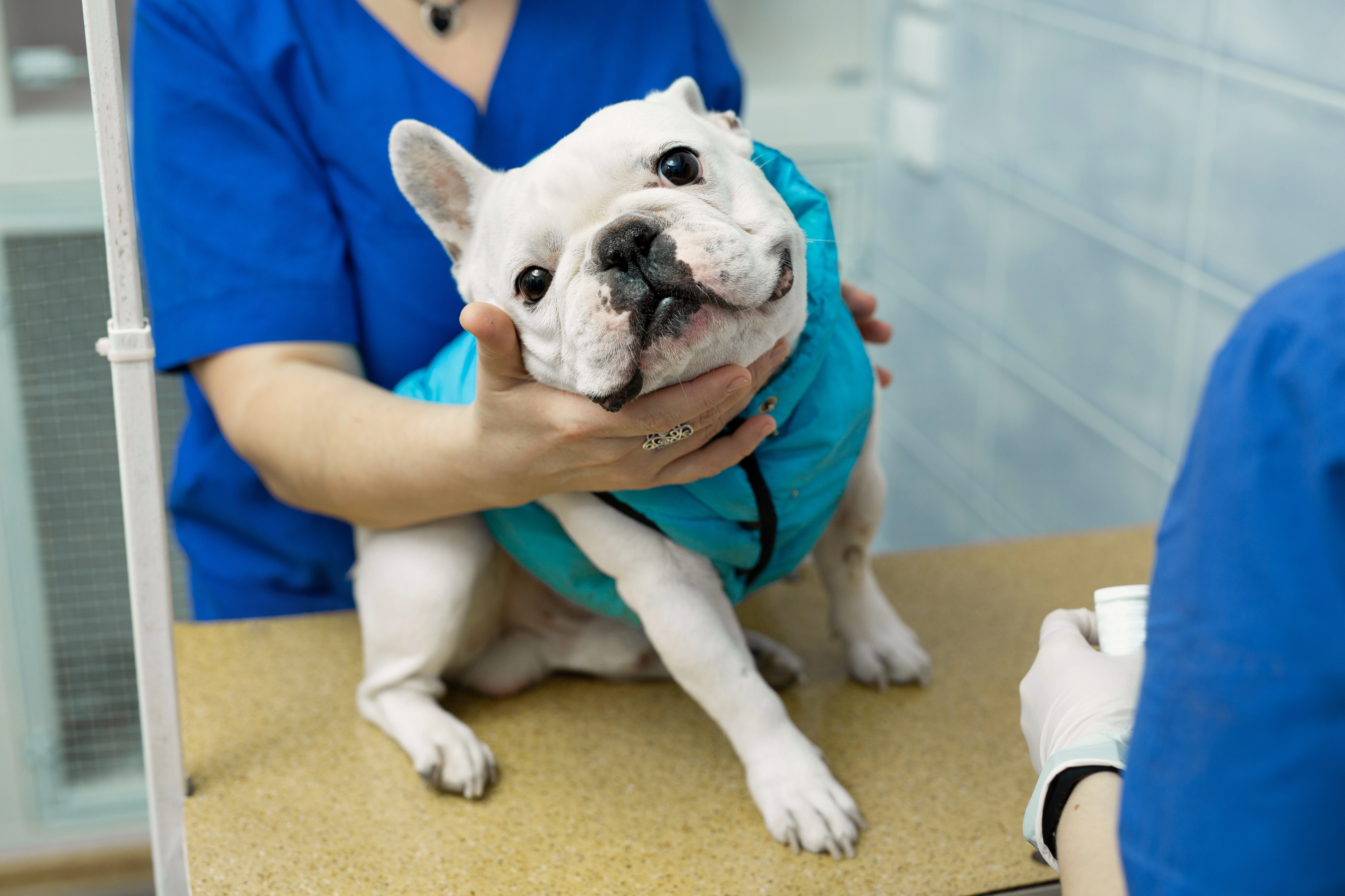Vetura advanced veterinary care